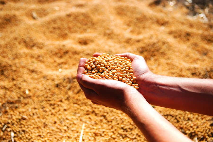 Produção de grãos na safra 2022/23, estimada em 310,9 milhões de toneladas