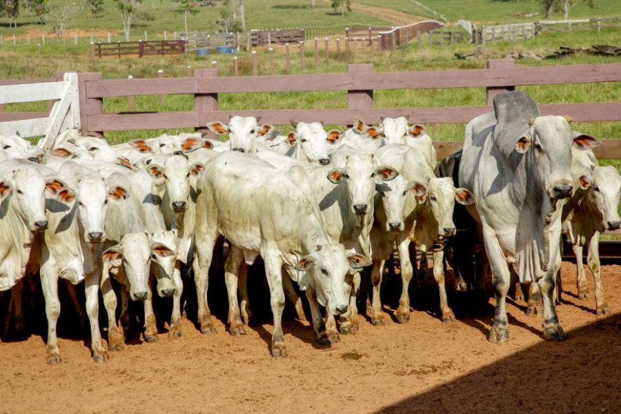 Agências de Defesa Agropecuária de Rondônia, Acre e Amazonas traçam estratégias para ações na tríplice fronteira