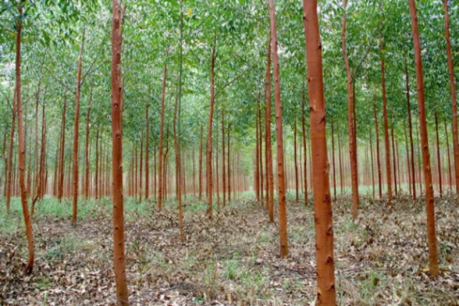 Rondônia se destaca com projetos de floresta plantada e sequestro de carbono