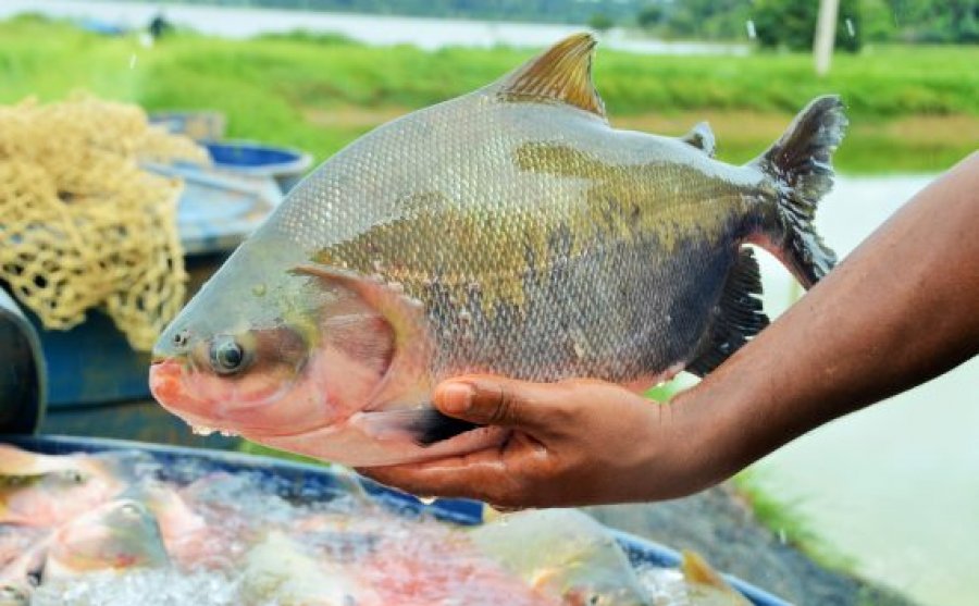 Boas práticas incentivam fortalecimento da piscicultura em Rondônia