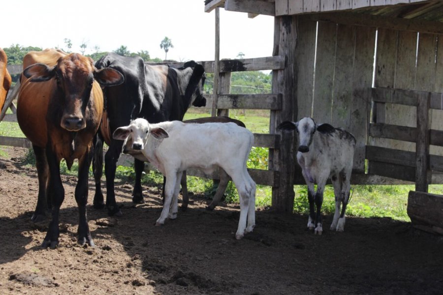 Projeto Inovatec promove melhoria genética do rebanho leiteiro de Rondônia