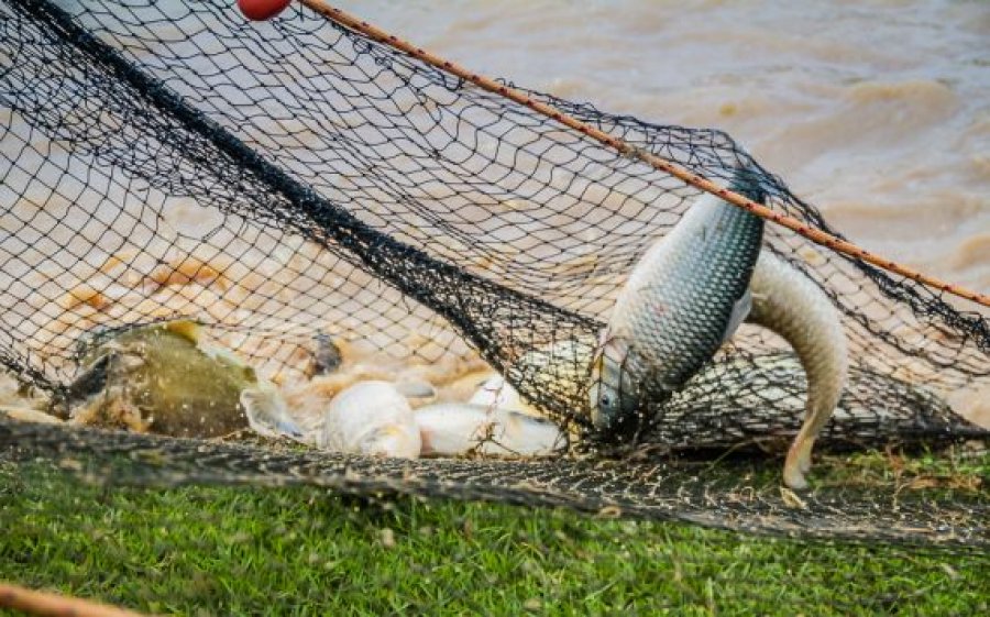 Rondônia mantém-se no ranking da produção de peixe