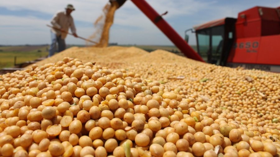 Aumento de 20,6% na produção de soja impulsiona safra de grãos, estimada em 309,9 milhões de toneladas