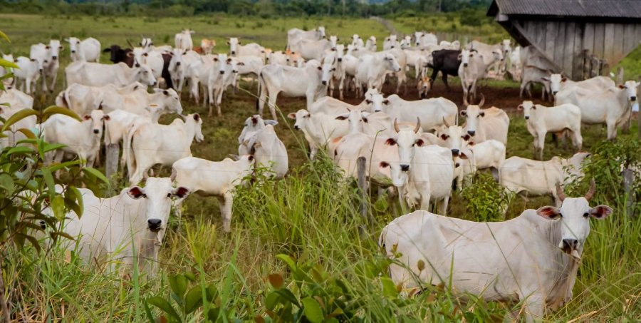 Índices aplicados ao agronegócio fecham 2023 em crescimento no estado de Rondônia