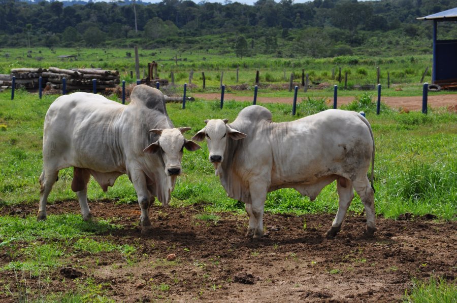 Técnica de inseminação aumenta em até 20% a prenhez de vacas