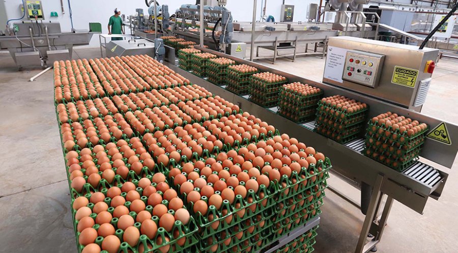 Produção de ovos é a maior em 33 anos