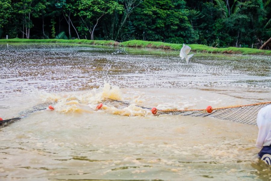 Piscicultura de Rondônia agrega valor e qualidade para os mercados mais exigentes