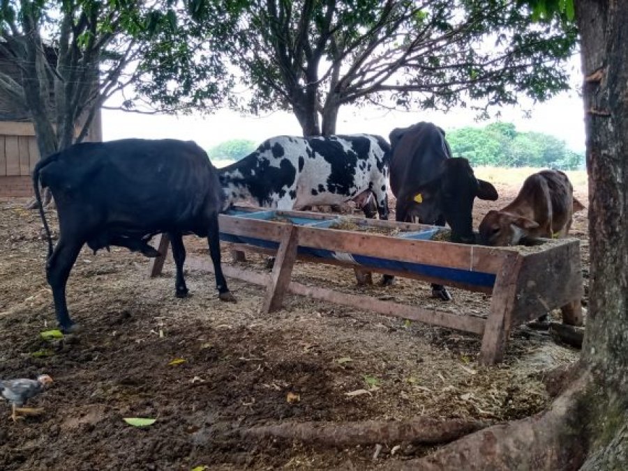 Emater promove “Dia Especial sobre Pecuária Leiteira” em Cerejeiras