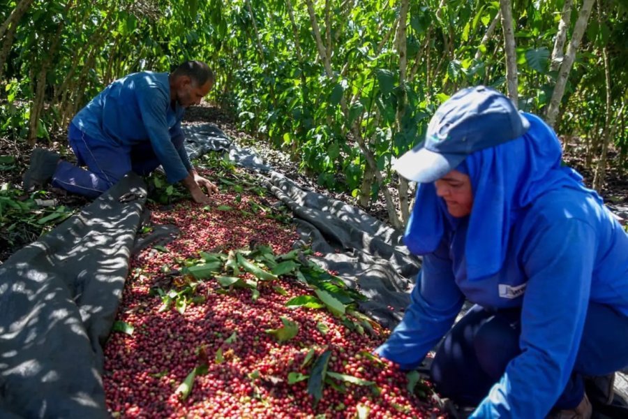 Produção de Robusta Amazônico de Rondônia recebe reconhecimento nacional e internacional