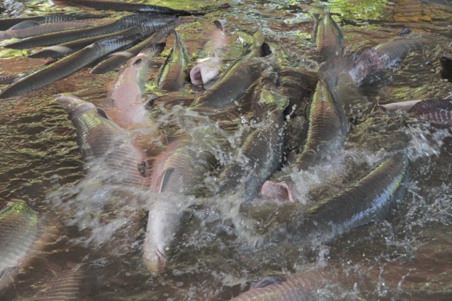 Rondônia atrai investimentos para o setor produtivo do Estado