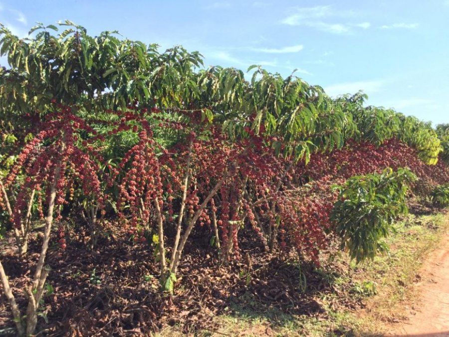 CAFÉ/CEPEA: Maior demanda eleva Indicador do robusta