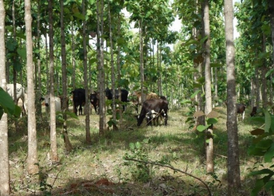 Rondônia já registrou mais de 100 mil imóveis rurais no Cadastro Ambiental Rural