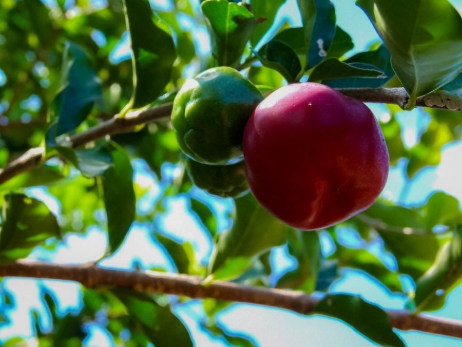 Mais de 70 agroindústrias familiares de Rondônia trabalham com a produção de polpa de frutas