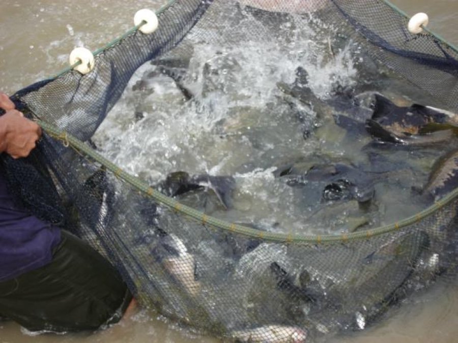 Programa Peixe Saudável aplica boas práticas de manejo para avançar no desenvolvimento da piscicultura