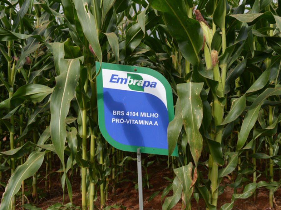 Embrapa disponibiliza oferta de sementes de milho BRS 4104 para produtores cadastrados no Renasem