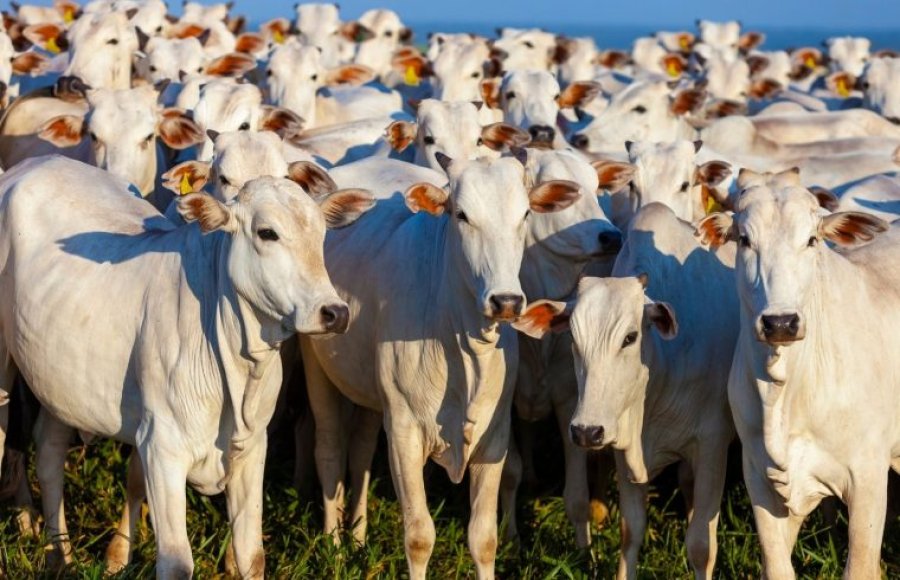 De olho no rebanho: começa a atualização obrigatória dos dados agropecuários à Idaron