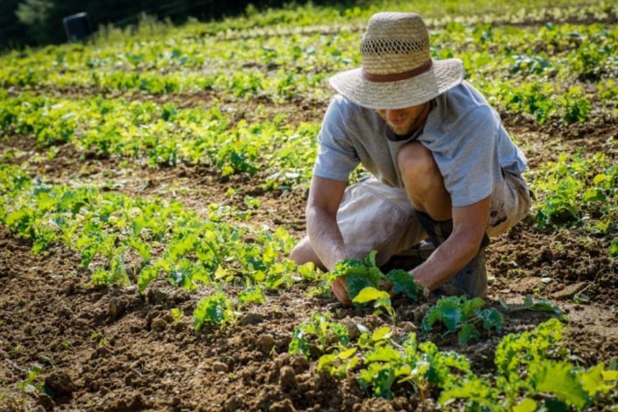 Agropecuária abriu quase 100 mil vagas em 2020