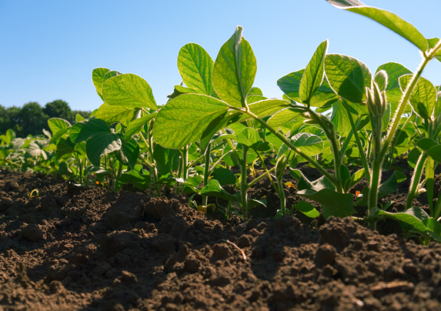 Período de semeadura da soja, para safra 2023/2024, inicia dia 11 na região do Cone Sul e dia 16 no restante do estado