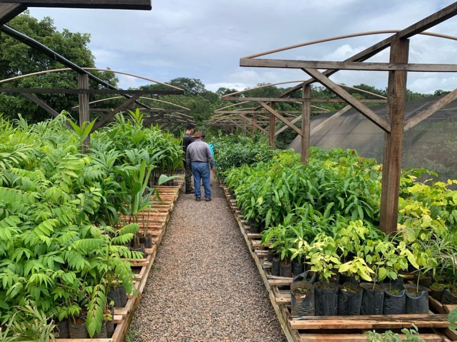 Rondônia fortalece gestão ambiental com Encontro de Viveiristas e Secretários de Meio Ambiente
