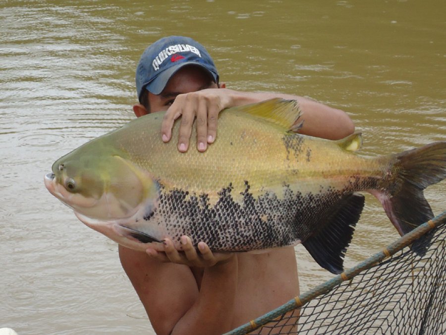 Projeto de custo de produção do tambaqui é estendido a todos os territórios de Rondônia