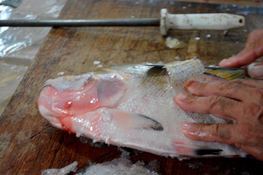 Produção de peixe em Rondônia é incentivada pelo Sebrae