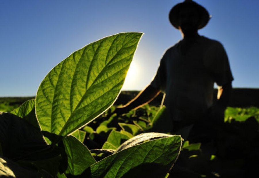 CMN autoriza renegociação de dívidas para produtores rurais