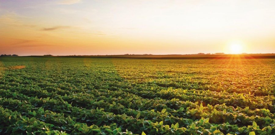 Código Florestal: STF bate o martelo e traz segurança ao agronegócio