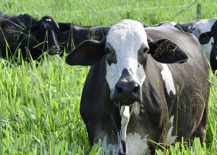 Método auxilia produtor a monitorar e aumentar a produtividade do rebanho leiteiro