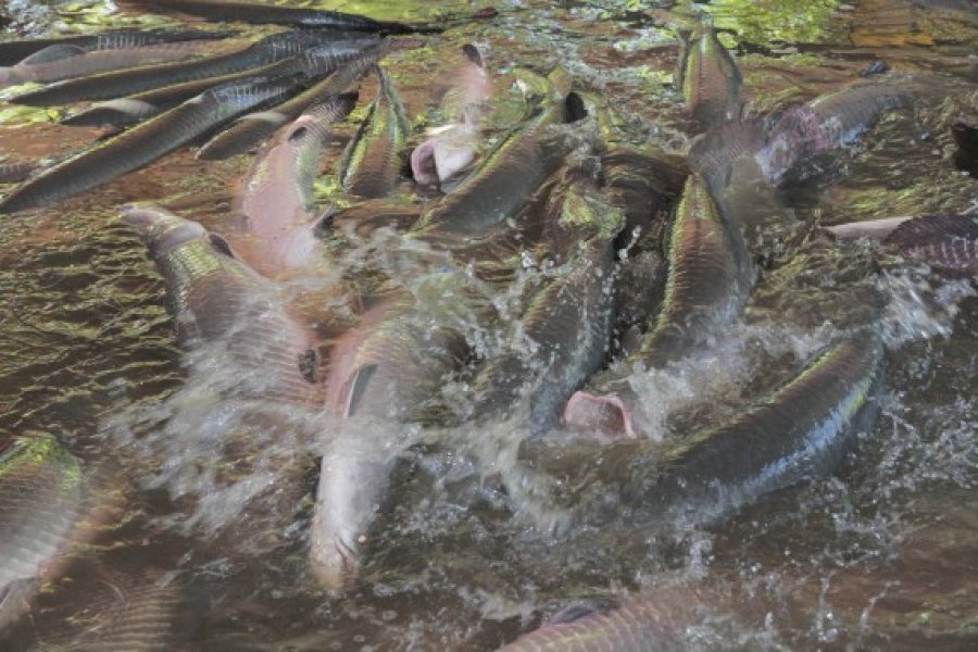 Período do defeso está em vigor em todo o estado de Rondônia; pescadores profissionais podem pescar apenas para consumo familiar