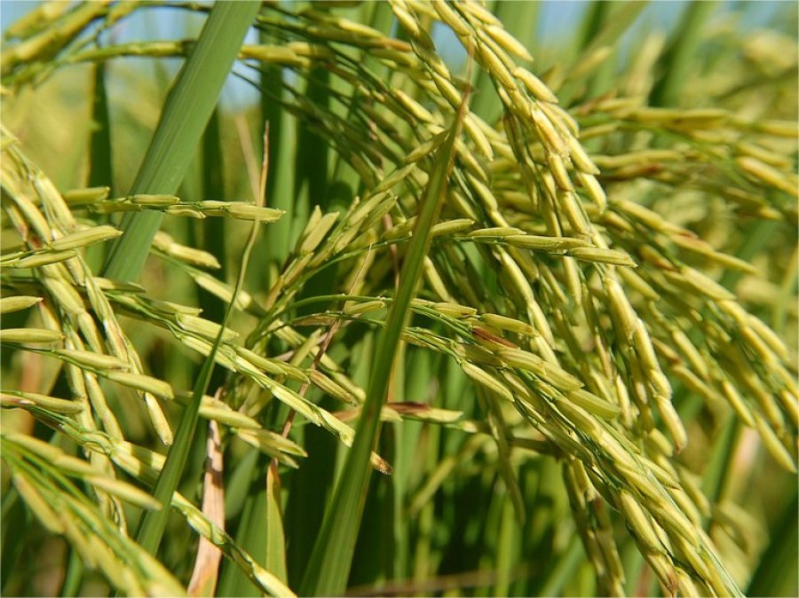 Valor da Produção Agropecuária de 2017 é de R$ 533,5 bilhões