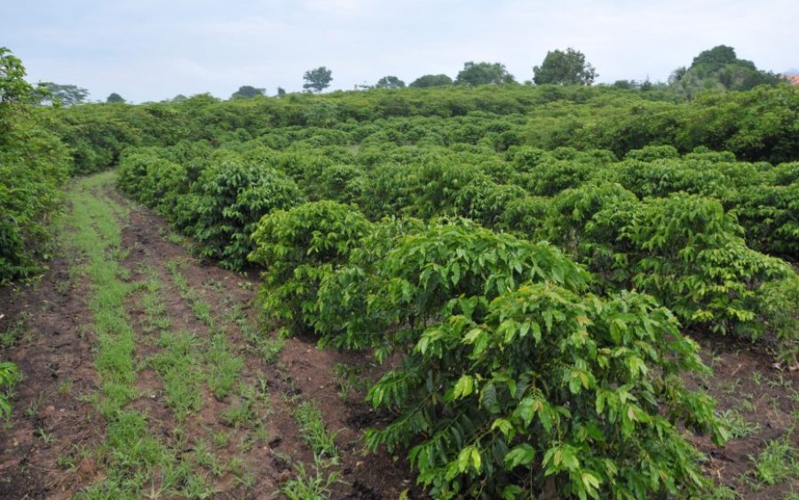 CAFÉ/CEPEA: Clima beneficia lavoura, e trabalhos avançam no campo