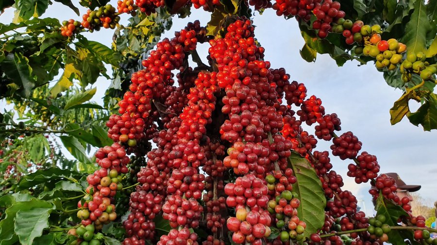 Robusta Amazônico é caso de sucesso na cafeicultura nacional