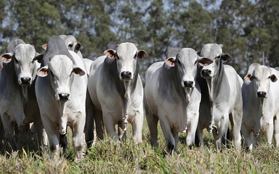 Boi: Preços da arroba reagem neste começo de novembro