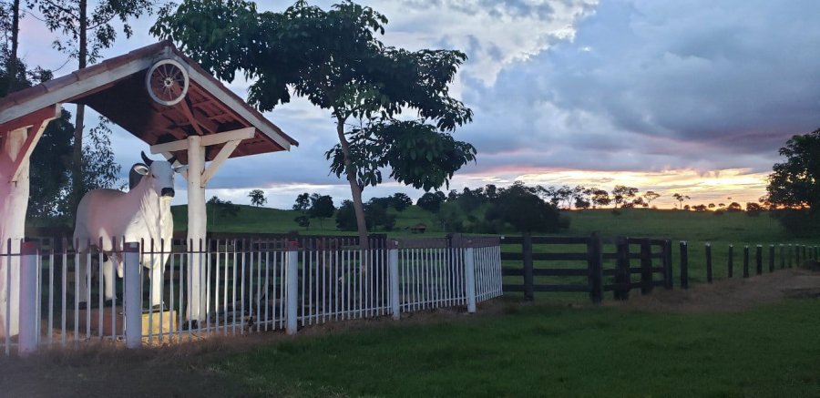 O Impacto das Biotecnologias da Reprodução de Bovinos em Fazendas de Corte no Estado de Rondônia