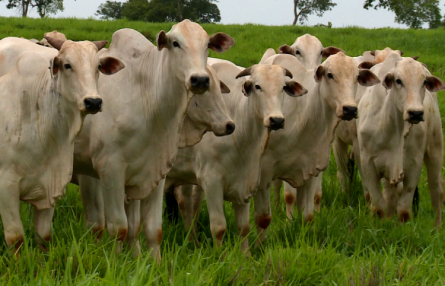 Rondônia está em primeiro no ranking de maior rebanho bovino dentro das áreas livres de aftosa sem vacinação, com crescimento de 19% em quatro anos