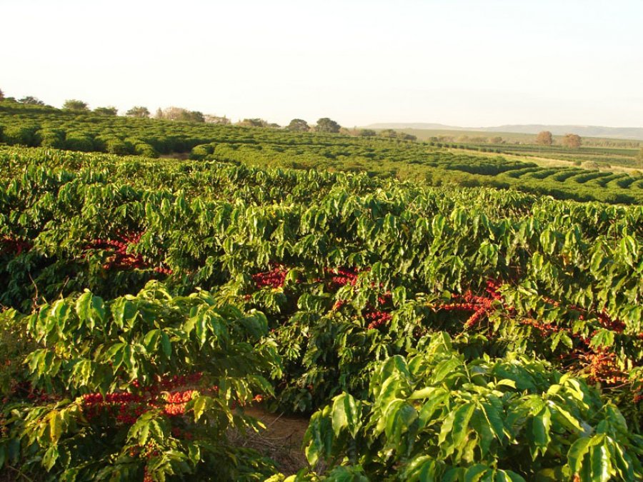 Produção dos Cafés do Brasil ocupa 1,9 milhão de hectares em 2023