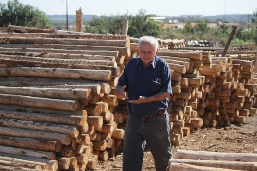 Reflorestamento com pinus e eucalipto é tema de Dia de Campo em Vilhena