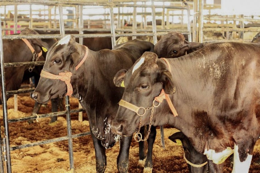 Idaron firma termo de cooperação técnica para estimular notificação de doenças ao serviço veterinário oficial de Rondônia