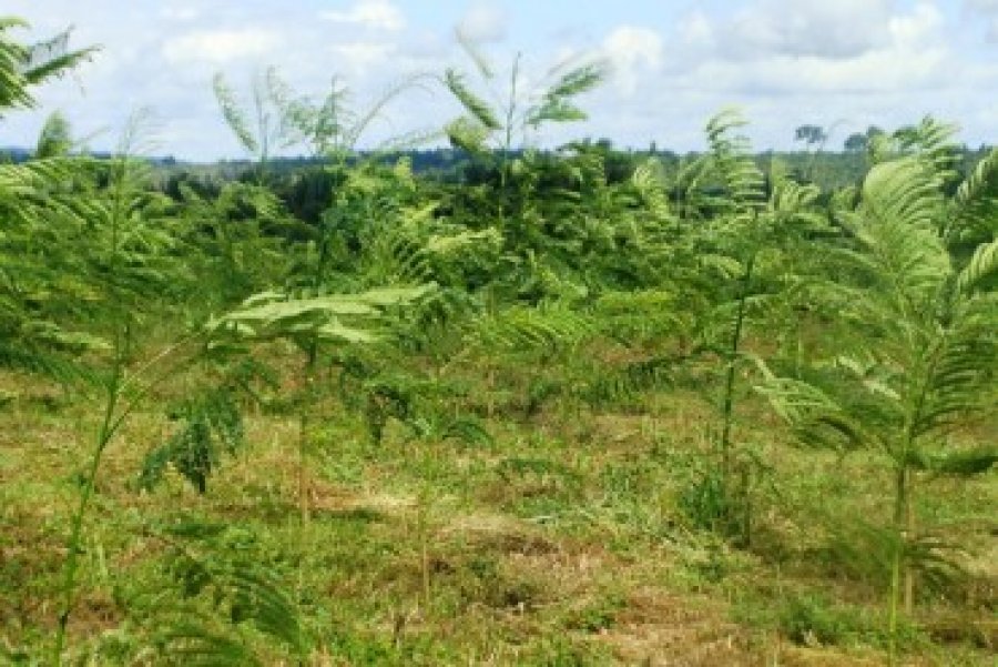 Sedam instala conselho estadual de política agrícola para floresta plantada em Rondônia