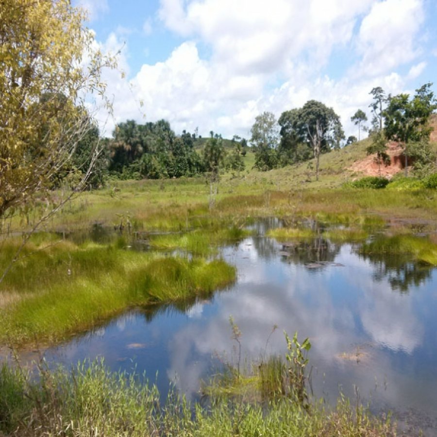 Projeto para recuperar áreas degradadas chega ao interior de Rondônia