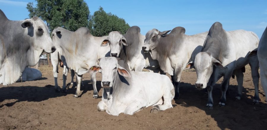 Os desafios para aumentar a eficiência na produção de bovinos de corte
