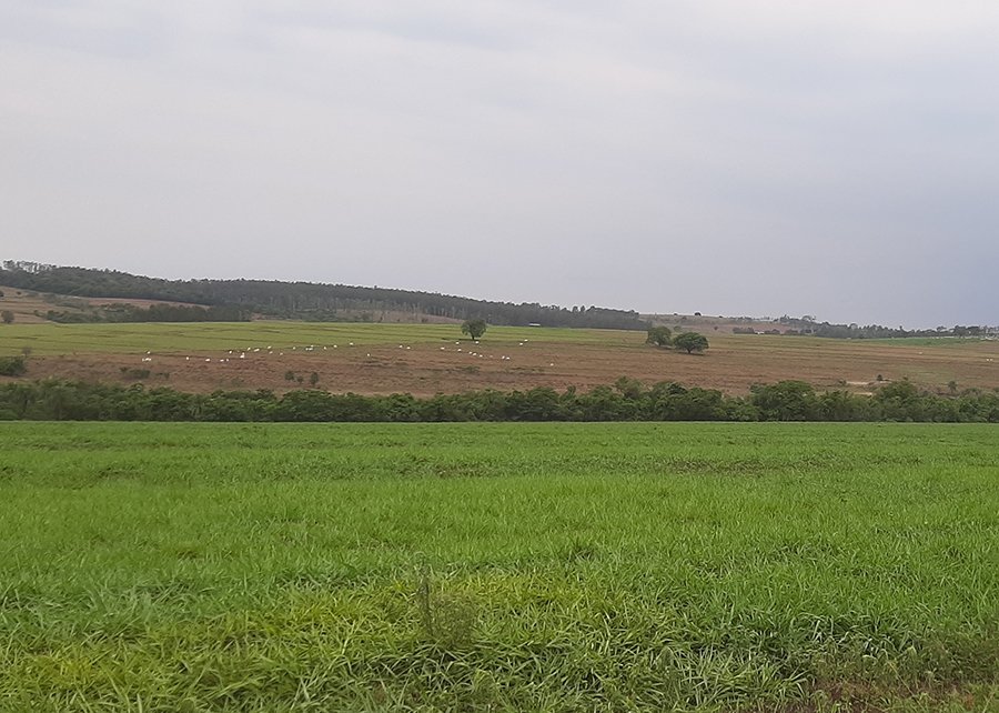 Integração lavoura-pecuária melhora produção de gado e permite soja em solos arenosos