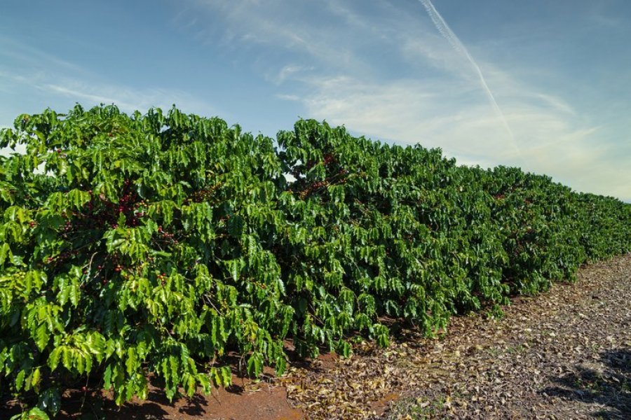 Mapeamento do café em Rondônia é tema de acordo de cooperação