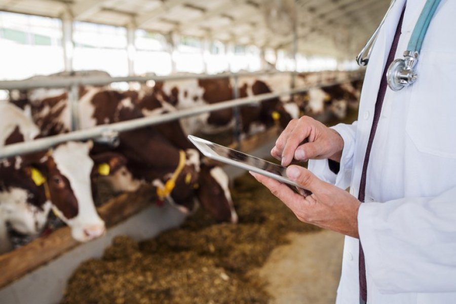 Governo Federal publica decreto para convocação de médicos veterinários para o Mapa