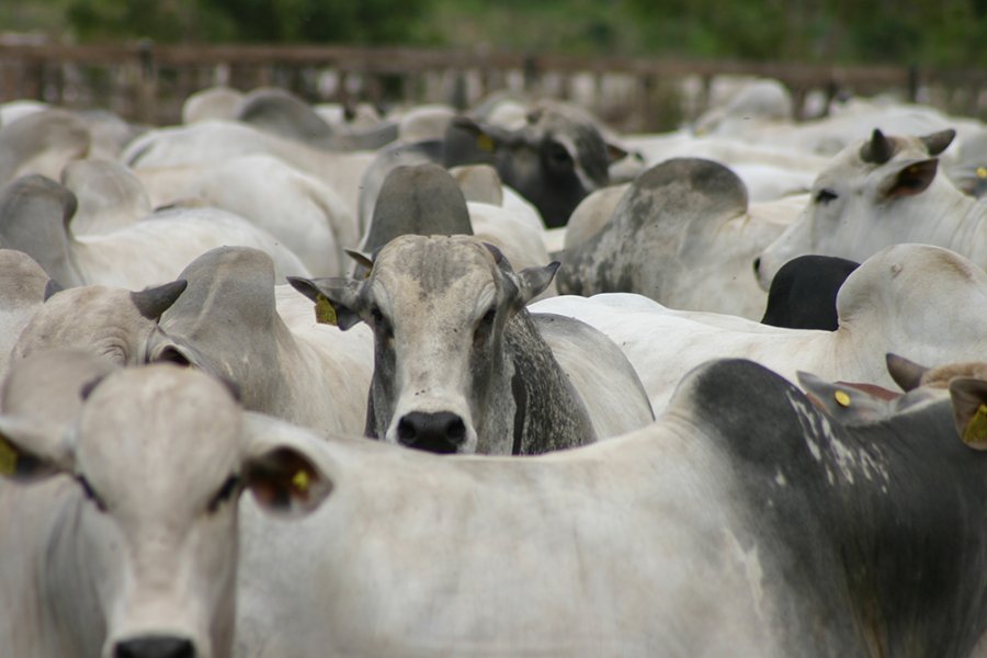 BOI/CEPEA: Vendas externas crescem mais que produção doméstica