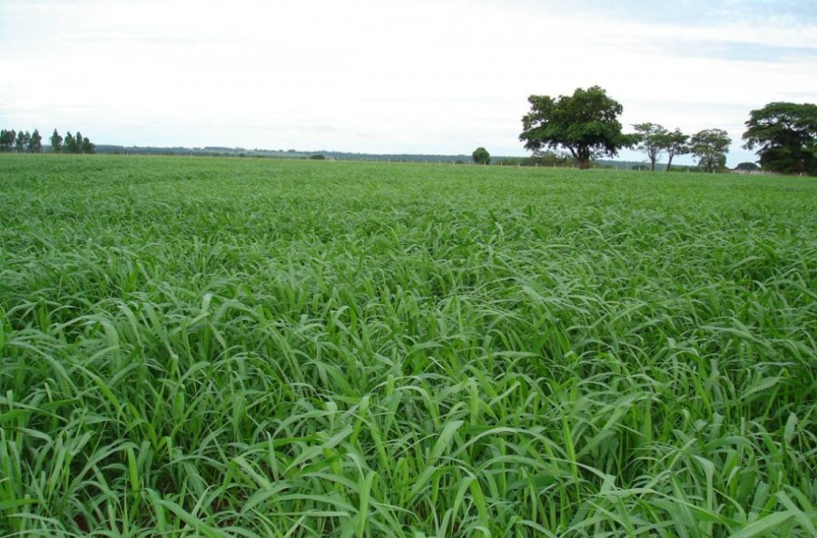 Janela para o plantio de pastagem se fecha em fevereiro