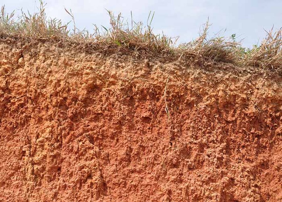 Brasil adicionou 22,8 milhões de toneladas de fósforo em seus solos nos últimos 50 anos