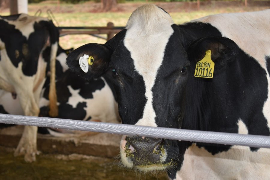 SDA/Mapa confirma dois casos atípicos de vaca louca no Brasil