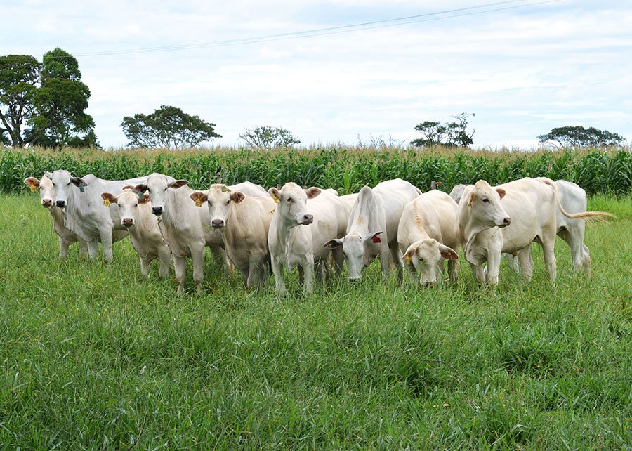 Novo kit desenvolvido pela Embrapa acelera o diagnóstico da tuberculose bovina