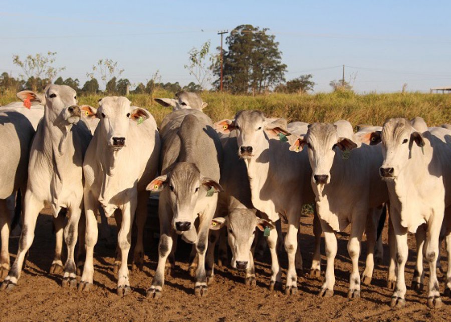 Cientistas decifram relação entre o DNA e a qualidade da carne de Nelore